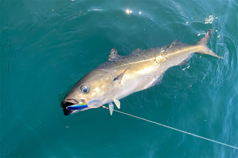 Fishing Lures That Are Worth Splurging On This Year