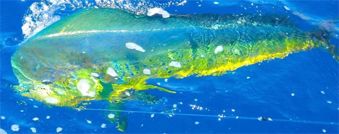 Fishing gear